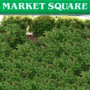 Market Square, Weaver Investment Company, Greensboro NC